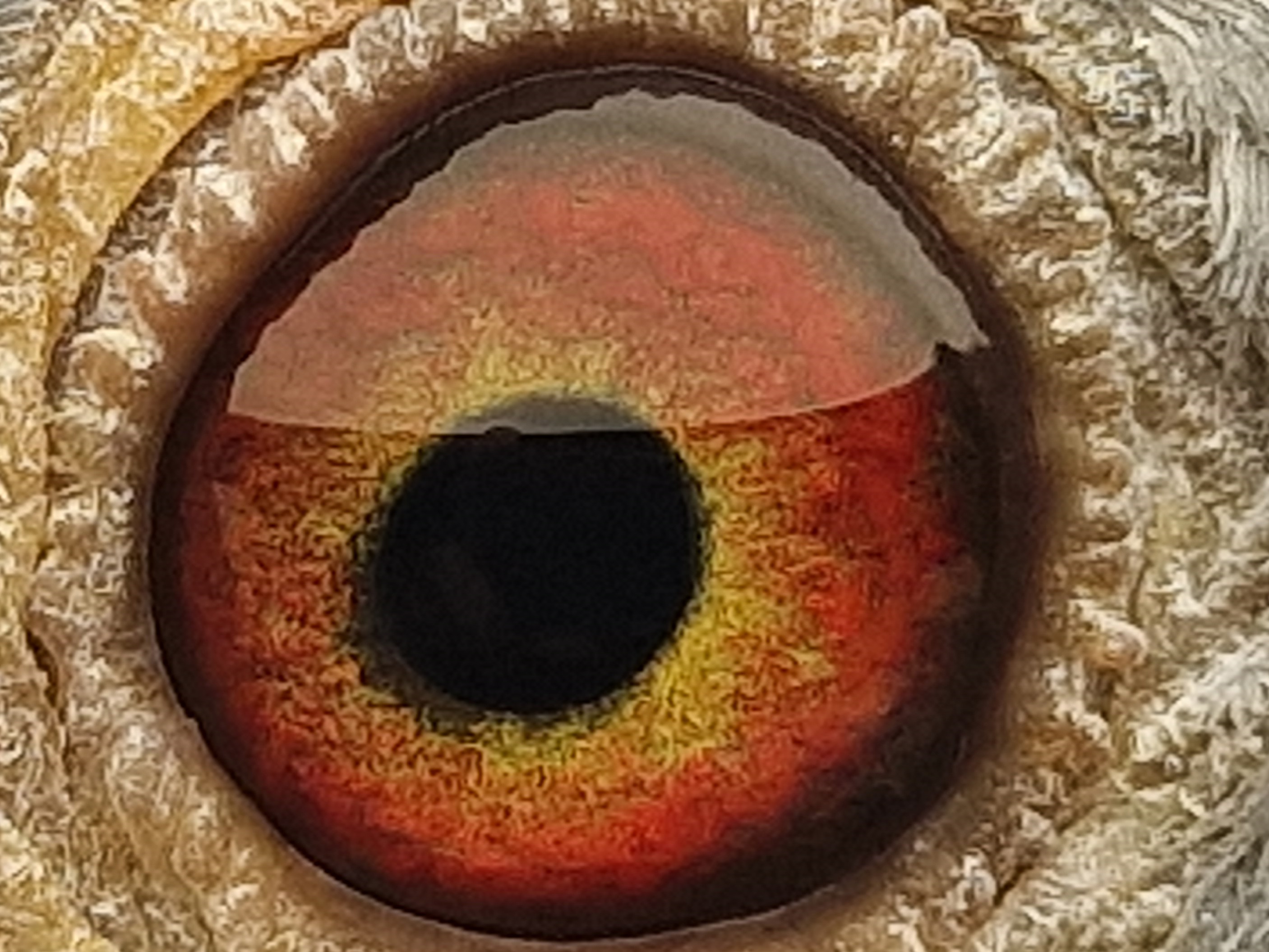 Pigeon eye